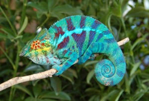 Le caméléon panthère, Furcifer pardalis, un arc-en-ciel de couleurs