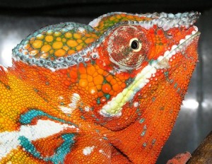 Le caméléon panthère, Furcifer pardalis, un arc-en-ciel de couleurs