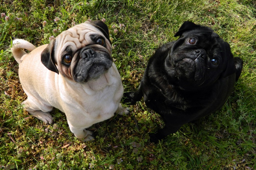 Le Carlin, un chien gourmand et sympathique