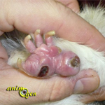 Santé : la pododermatite chez le cochon d'Inde (causes, symptômes, traitement)