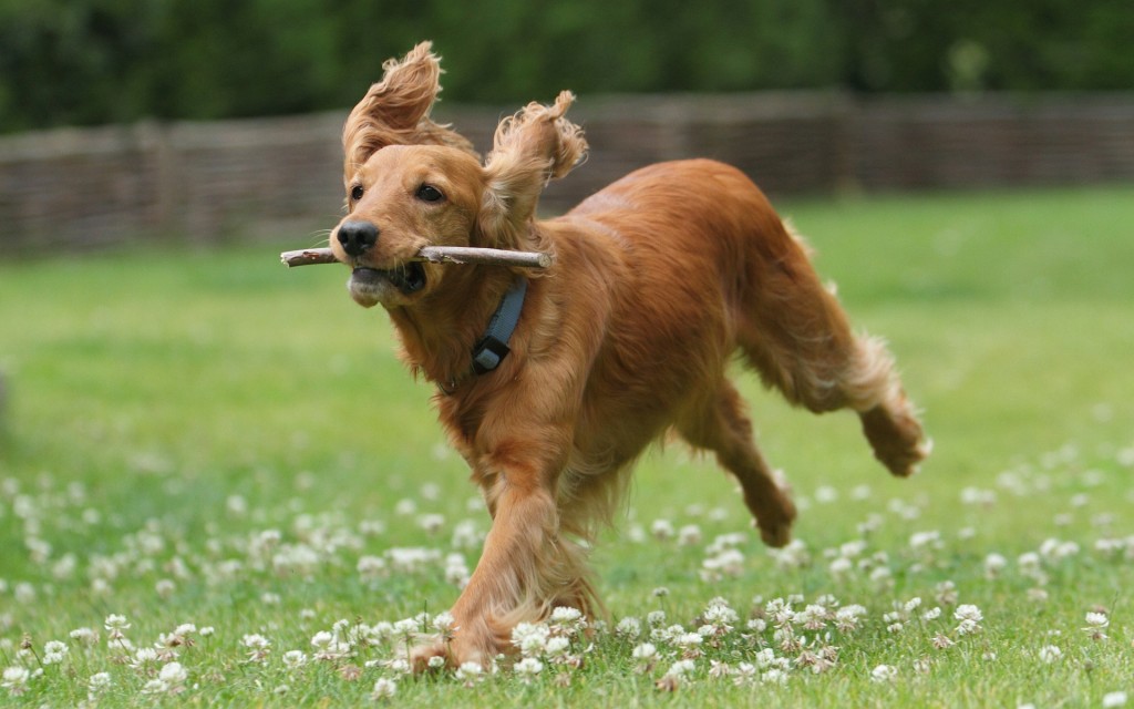 Le Cocker anglais, un chien de chasse au grand coeur