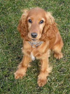 Le Cocker anglais, un chien de chasse au grand coeur