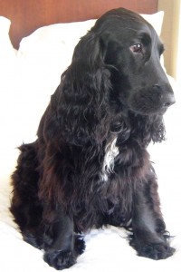 Le Cocker anglais, un chien de chasse au grand coeur