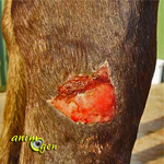 Santé : les premiers soins en cas d'entaille ou de coupure chez le cheval ?
