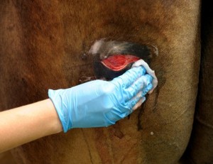 Santé : les premiers soins en cas d'entaille ou de coupure chez le cheval ?