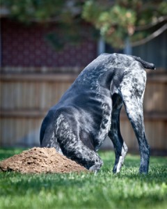 Comment empêcher un chien de creuser ? (1ère partie, ennui et manque d'activité)