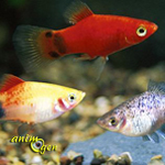 Trois poissons pour débuter avec un aquarium d'eau douce (Guppy, Xipho, Platy)