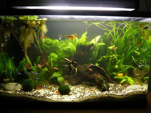 Trois poissons pour débuter avec un aquarium d'eau douce (Guppy, Xipho, Platy)