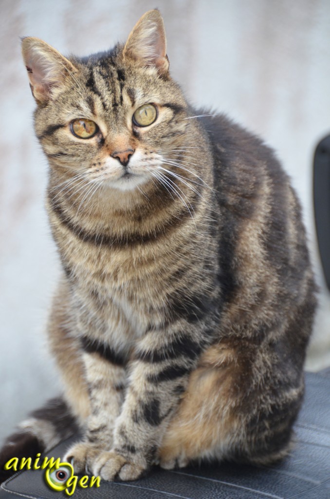 race de chat européen tricolore