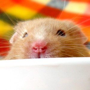 Vous allez adopter un hamster : cage, gamelles, jouets, litière, les accessoires indispensables