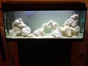 Débuter avec un aquarium d'eau douce : ce qu'il faut savoir