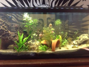Débuter avec un aquarium d'eau douce : ce qu'il faut savoir