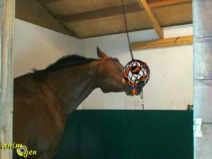 Fabriquez un ballon de foraging pour vos chevaux, ânes et poneys