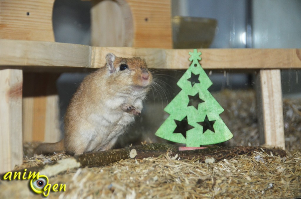 Fabriquez un sapin de Noël en balsa et liège pour vos rongeurs, lapins et perroquets