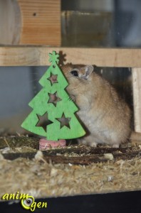 Fabriquez un sapin de Noël en balsa et liège pour vos rongeurs, lapins et perroquets