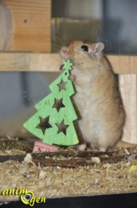 Fabriquez un sapin de Noël en balsa et liège pour vos rongeurs, lapins et perroquets