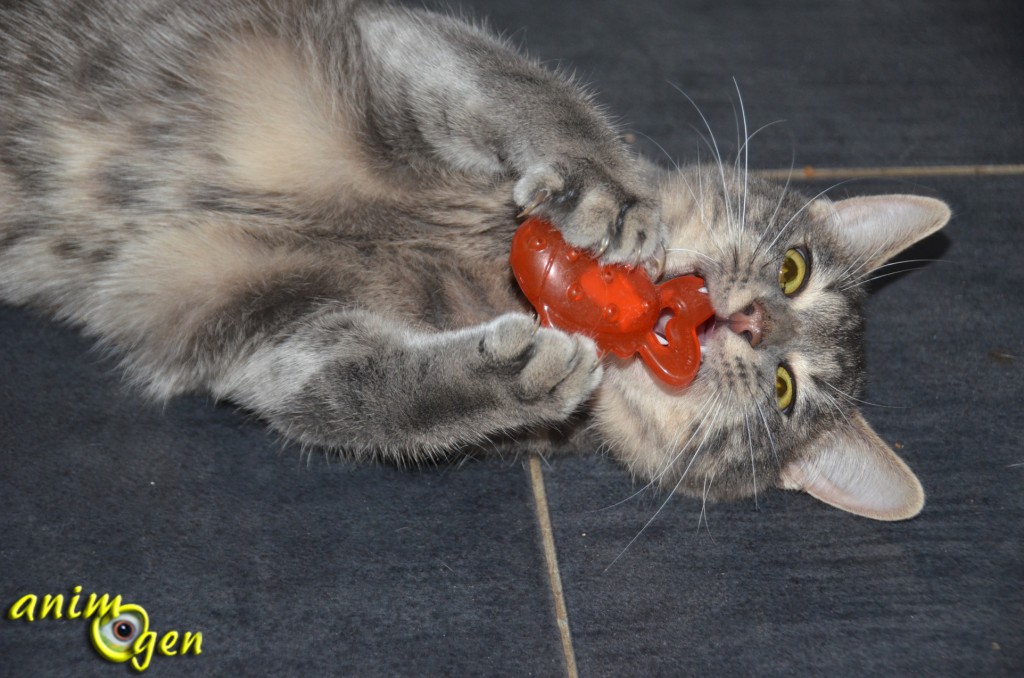 Jouet pour chat : poisson en silicone Pet Smart (Burly Kat)