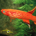 Les Killies, une famille de poissons aussi variée que riche en couleurs