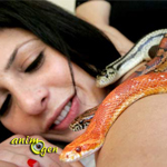 Le massage par les reptiles, une thérapie à sang froid