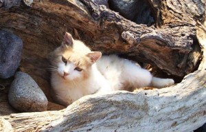 Le chat de mer Egée, héritage de l'Antiquité grecque