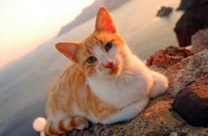 Le chat de mer Egée, héritage de l'Antiquité grecque