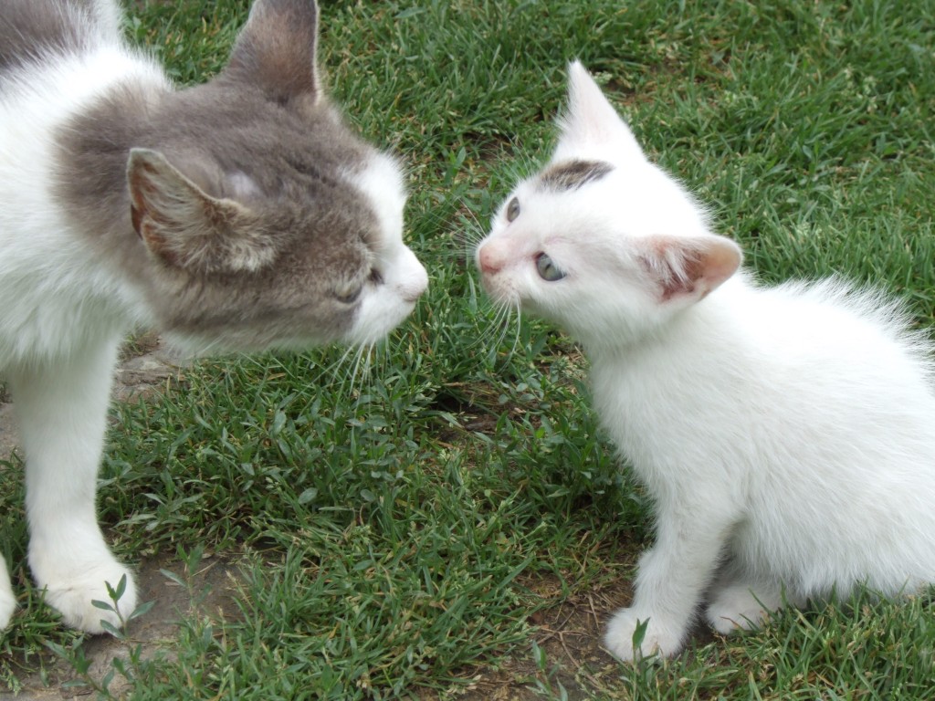 Comportement : pourquoi les chats se touchent-ils le nez ?
