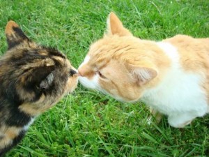 Comportement : pourquoi les chats se touchent-ils le nez ?