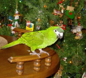 Santé : sapins, boules, guirlandes et décorations de Noël, assurons la sécurité de nos perroquets