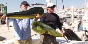 Cabo San Luca : l'otarie voleuse prise en flagrant délit 