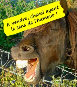 Devenir propriétaire d'un cheval, une décision à ne pas prendre à la légère