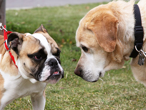 rencontre accouplement chien