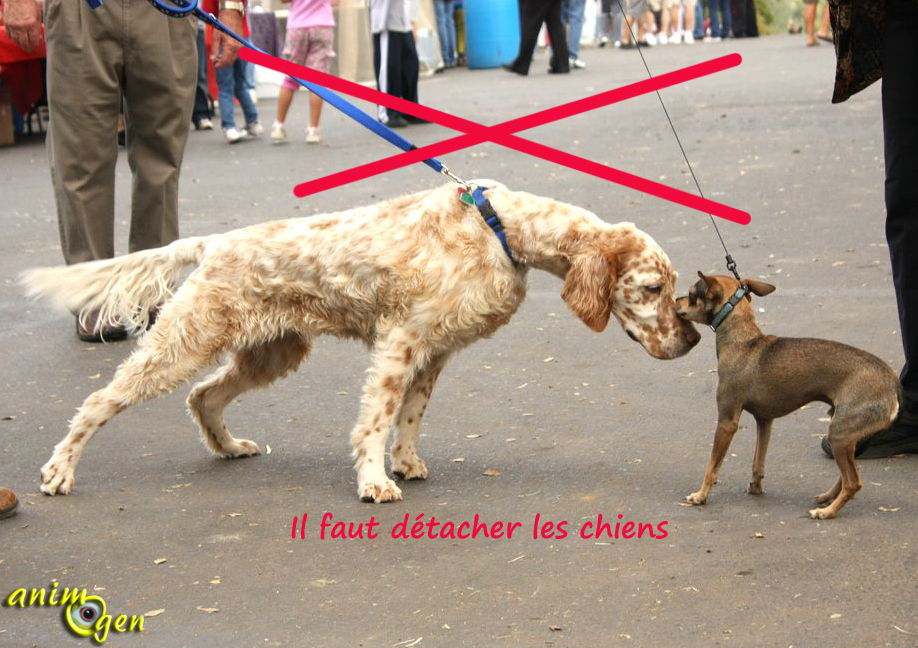 rencontre proprietaire de chien