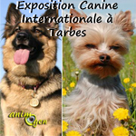 75 ème Exposition Canine Internationale à Tarbes (65), le dimanche 17 novembre 2013