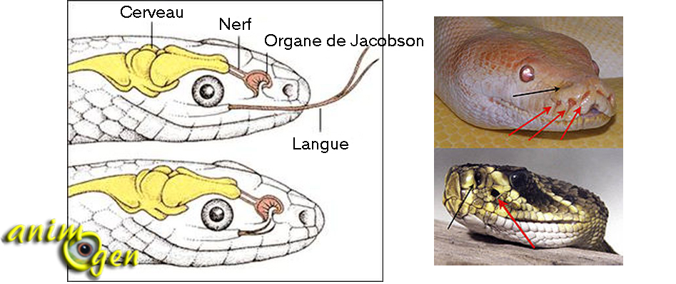 Les organes sensoriels des serpents