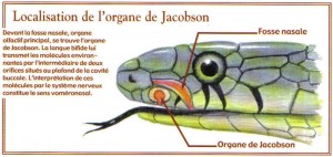 Les organes sensoriels des serpents