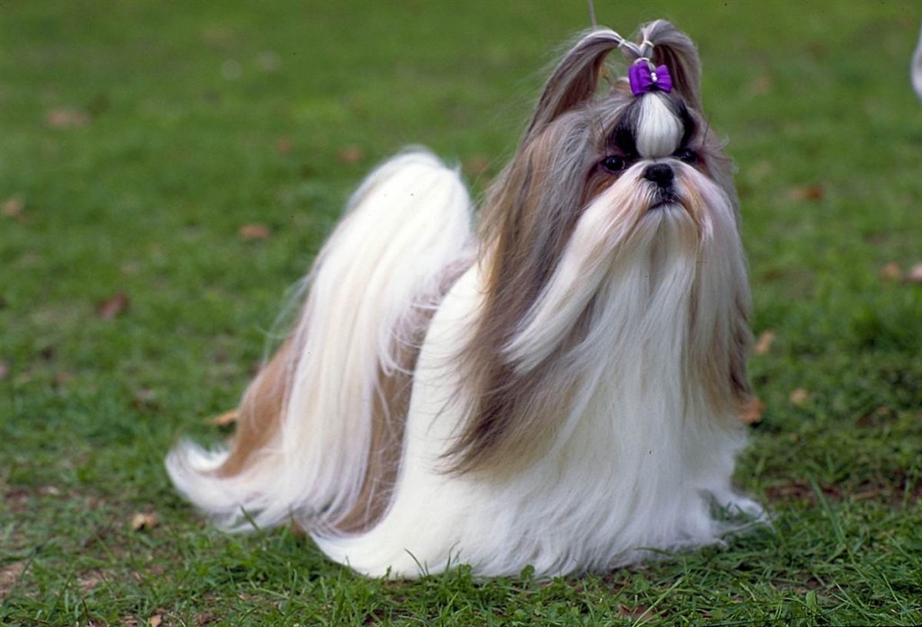 Le Shih-tzu, chien mogwai 