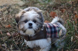 Le Shih-tzu, chien mogwai 