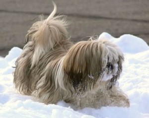 Son museau est court et carré, à mi-chemin entre l'aspect écrasé de celui du Pékinois et le "véritable" museau du Lhassa Apso.