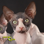 sphynx-comportement-chats-races-origines-caractère-standard-félins-domestiques-animal-animaux-compagnie-animogen-