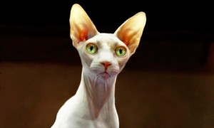 sphynx-comportement-chats-races-origines-caractère-standard-félins-domestiques-animal-animaux-compagnie-animogen-