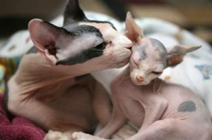 sphynx-comportement-chats-races-origines-caractère-standard-félins-domestiques-animal-animaux-compagnie-animogen-