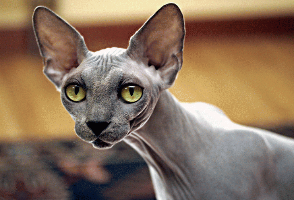 sphynx-comportement-chats-races-origines-caractère-standard-félins-domestiques-animal-animaux-compagnie-animogen-