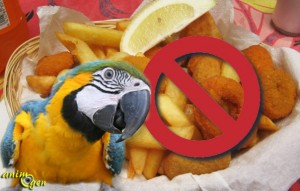 Alimentation et santé : liste des aliments toxiques pour les perroquets