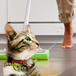 Education, comportement : comment empêcher un chat d'uriner là où il ne faut pas ?