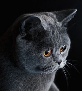 Le British Shorthair, un équilibre tout en rondeurs