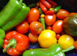La nutrition des psittacidés en captivité (deuxième partie) : entre excès et carence, la ration idéale ?
