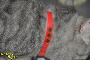 Collier pour chat en cuir anti-étranglement (Bobby)