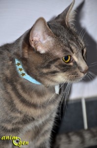 Collier pour chat en cuir anti-étranglement (Bobby)