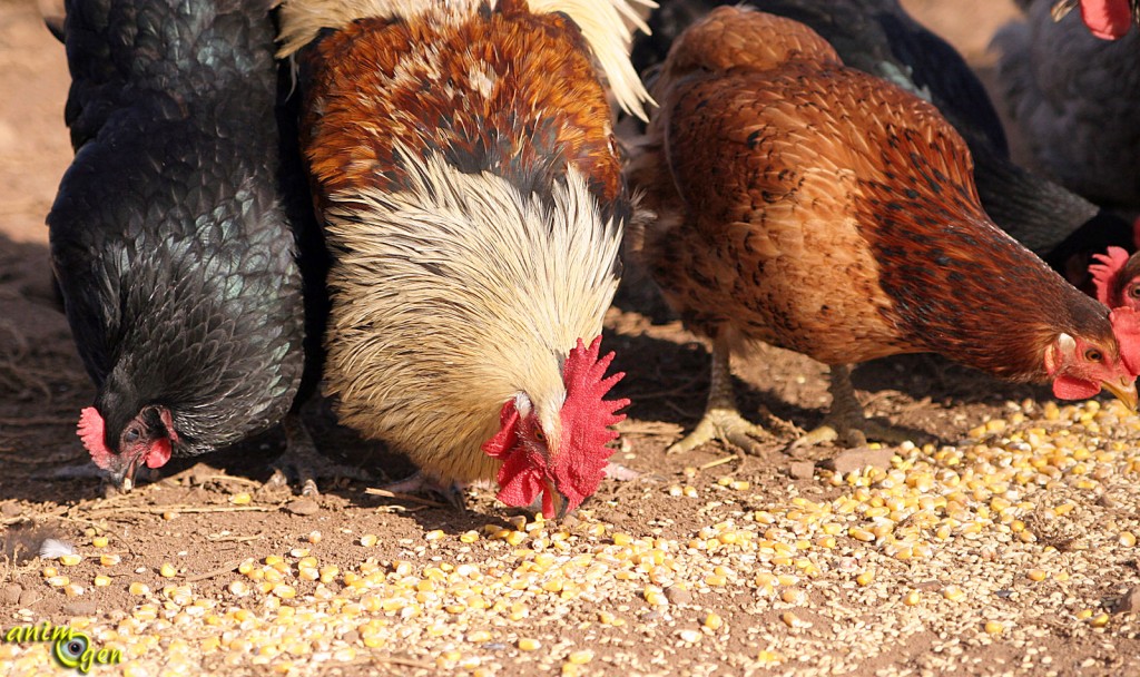 Comment choisir les aliments de nos poules ?