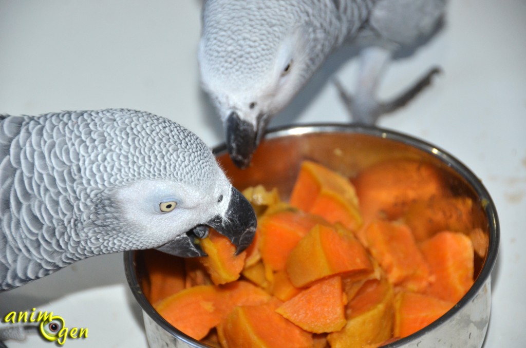 Alimentation : la patate douce, un légume tout en douceur pour nos perroquets